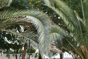 palm bomen in een zuidelijk land. Turks palmen foto