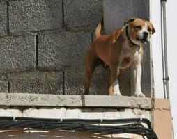 een hond staand Aan de rand van een gebouw foto