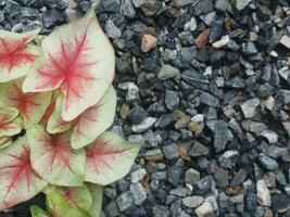 vrolijk caladium bicolor huis pot zoet en bonte planten foto