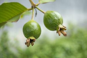 foto van klein tweeling guava fruit Aan de tropisch park. de afbeelding perfect voor pamflet, natuur poster, natuur Promotie en reiziger.