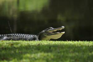 Amerikaans alligator met mond Open terwijl zonnen zelf buiten de vijver Aan een zomers dag. foto