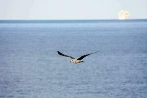 een zeemeeuw vliegend over- de oceaan foto