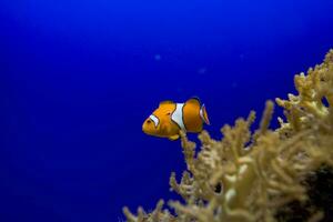 weinig kleurrijk clown vis zwemmen tussen anemonen in de blauw zout water aquarium foto