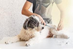 vrouw in schort vrouw die een hond thuis trimt foto