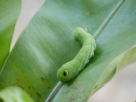 dichtbij omhoog groen worm of daphnis neri worm, baby groen worm hebben een toeter Aan de vloer, dier dieren in het wild concept, groen worm rupsen foto