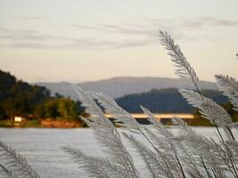 wit gras bloem blazen in de wind, tropisch regenwoud, ochtend- de nevel en berg, de Mekong rivier- heeft vloeiende water, winter wind, esthetisch natuur landschap foto