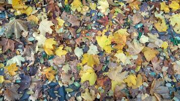 herfst. veelkleurig esdoorn- bladeren liggen Aan de gras. kleurrijk achtergrond beeld van gedaald herfst bladeren perfect voor seizoensgebonden gebruik foto