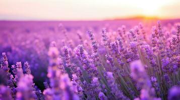 lavendel veld- Bij zonsondergang ai gegenereerd foto