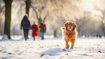 schattig nova scotia eend tolheffing retriever in winter park. ai gegenereerd. foto