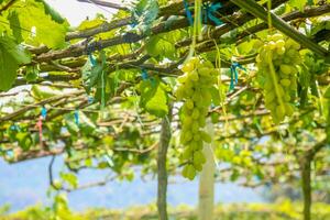 groen druiven met groen bladeren achtergrond Aan de Liaan. vers fruit foto