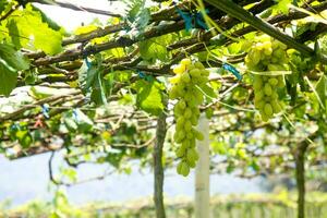 groen druiven met groen bladeren achtergrond Aan de Liaan. vers fruit foto