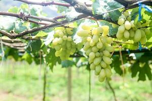 groen druiven met groen bladeren achtergrond Aan de Liaan. vers fruit foto