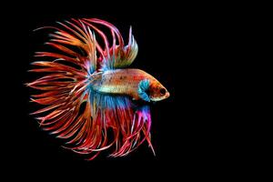 mooi beweging van rood blauw kroonstaart betta vis, Siamees vechten vis staart, betta pracht, blauw stekelig staart geïsoleerd Aan zwart achtergrond. foto