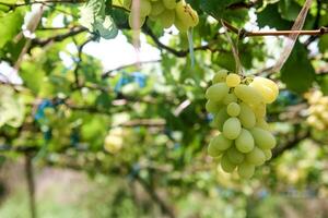 groen druiven met groen bladeren achtergrond Aan de Liaan. vers fruit foto