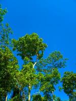 mooi groen gebladerte boom tegen blauw lucht achtergrond foto