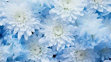 detailopname van delicaat blauw chrysanten met wit centra, symboliseert kalmte en elegantie. generatief ai foto