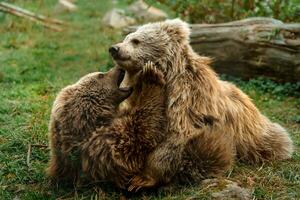 himalayan bruin beer in dierentuin foto