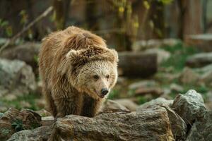 himalayan bruin beer in dierentuin foto