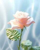 roos bloem zacht wit achtergrond foto