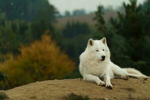 portret van arctisch wolf in herfst foto