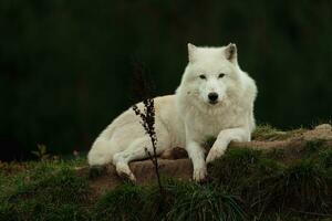 portret van arctisch wolf in herfst foto