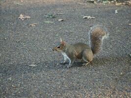 grijs eekhoorn wetenschappelijk. naam sciurus carolinensis zoogdier dier foto