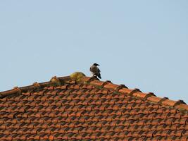 kraai wetenschappelijk. naam corvus vogel dier foto