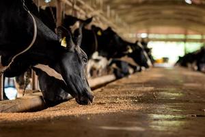 melkkoeien op een boerderij foto