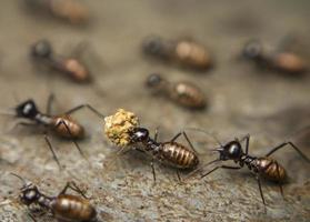 een close-up shot van mieren die voedsel dragen. foto