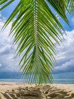 kokospalm blad bukken op het strandzand foto