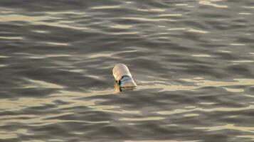 plastic flessen van mineraal water drijvend in de oceaan. plastic verspilling milieu vervuiling. foto