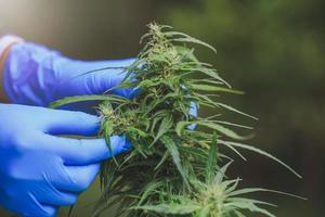 onderzoekers gebruiken de hand om cannabisplanten vast te houden of te onderzoeken. foto