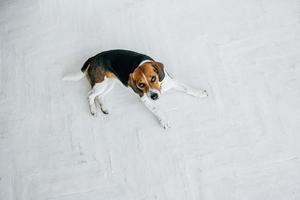 beagle hond met een gele halsband liggend op een witte houten vloer