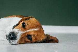 beagle hond slapen op een witte houten vloer foto