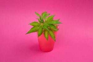 miniatuur marihuanaplant op roze achtergrond, cannabiskloon in een pot. foto