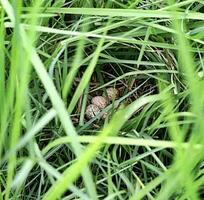 een nest van eieren in de gras foto