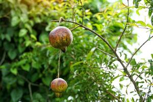 punica granatum heeft een bolvormig fruit met een dik, glad huid. rijp fruit is geelachtig bruin met een roodachtig tint. Daar zijn veel zaden binnen. licht roze vlees, doorzichtig, zoet en verzuren smaak. foto