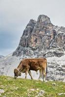 koe op de zwitserse alpen grazen foto
