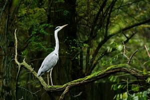 grijs reiger staand Aan een oud groen Afdeling foto