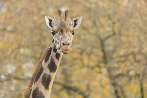 volwassen giraffe portret foto