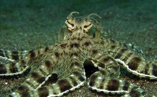 boots octopus na in de Straat van Lembeh foto