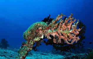 geweldige koraalriffen foto