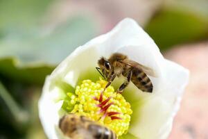 honing bij verzamelt nectar en stuifmeel in vroeg voorjaar van nieskruid, nieskruid, helleborus bloeiend planten in de familie ranonkelfamilie. foto