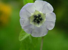 nicandra fysaloïden appel van Peru een bloem blauw met een wit midden- van de Solanaceae familie detailopname Aan een groen achtergrond. achtergrond voor mobiel telefoons of computers. foto