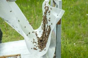 familie van honing bijen geschud uit van de bijenkorf voor plaatsing in micronuclea's. fokken van koningin bijen.bereiding voor kunstmatig inseminatie bijen. natuurlijk economie. koningin bij kooien foto