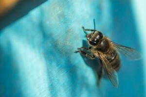 bijen Bij oud bijenkorf Ingang. bijen zijn terugkeren van honing verzameling naar blauw bijenkorf. bijen zijn Bij Ingang. honingbij kolonie bewakers bijenkorf van plunderen honingdauw. bijen terugkeer naar bijenkorf na de honingstroom. foto