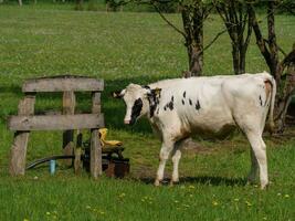 koeien in Westfalen foto