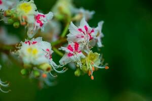 kastanje bloemen en bloemknoppen Aan in de lente. helder groen bladeren dichtbij omhoog. achtergrond voor voorjaar schermbeveiliging Aan telefoon. wedergeboorte van natuur. bloeiend bloemknoppen Aan bomen. foto