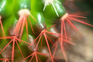 koraal rood naalden van een cactus. woestijn vat cactus detailopname. nieuw wit naalden Aan een cactus. neiging kleur. top visie. foto