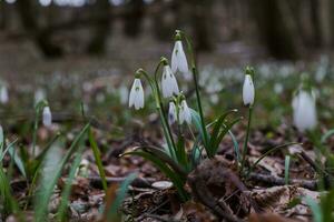 galanthus, sneeuwklokje drie bloemen tegen de achtergrond van bomen. foto